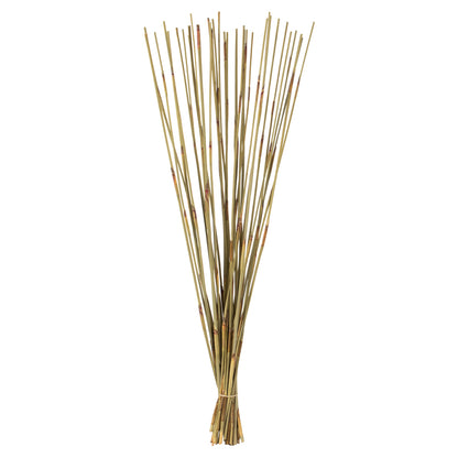 Vickerman 40" Natural Elephant Reed 10 oz Bundle Dried