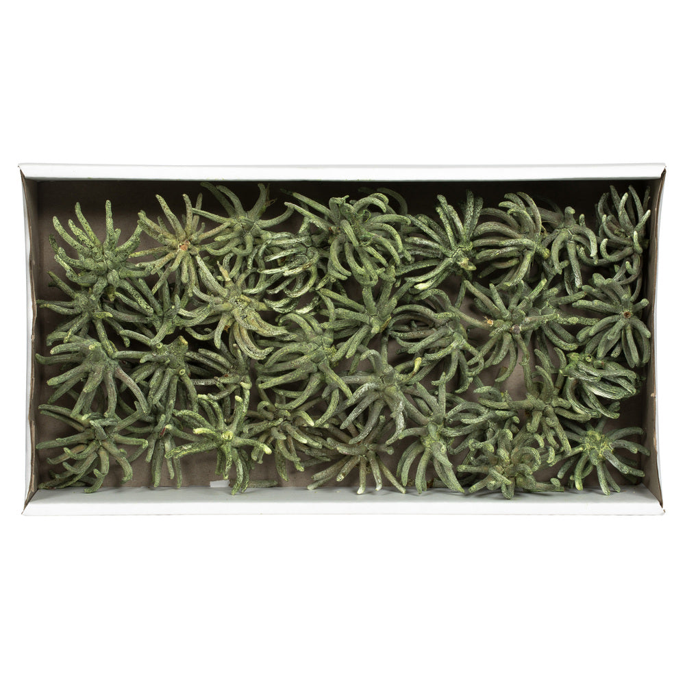 Vickerman 3-4" Frosted Green Spider Claws Includes 16-20 pieces per tray Dried