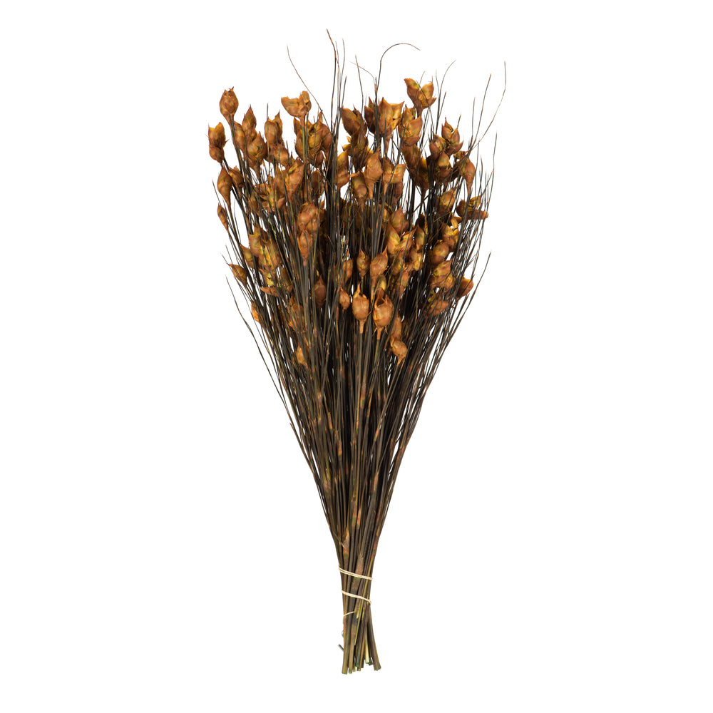 Vickerman 15-20" Aspen Gold Bell Female short 5-6 oz Bundle Preserved