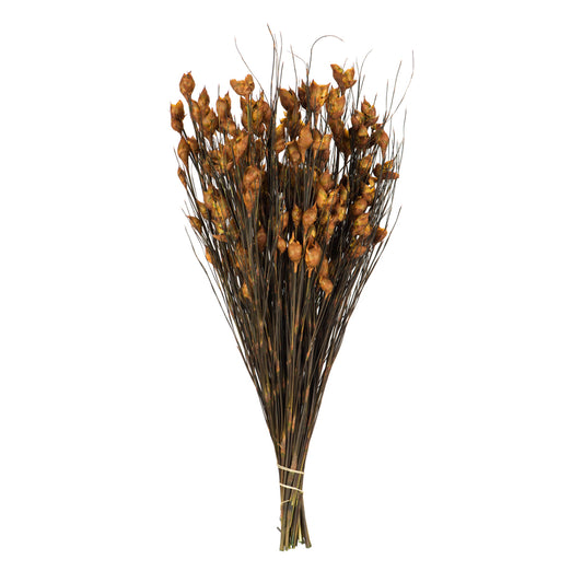 Vickerman 15-20" Aspen Gold Bell Female short 5-6 oz Bundle Preserved