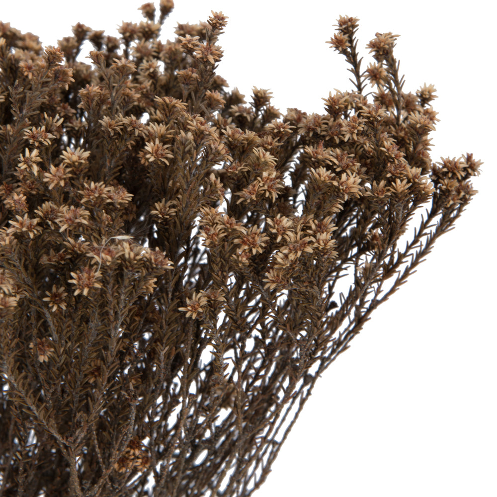 Vickerman Natural Botanicals 19" x 4" Staavia 100 grams per Unit