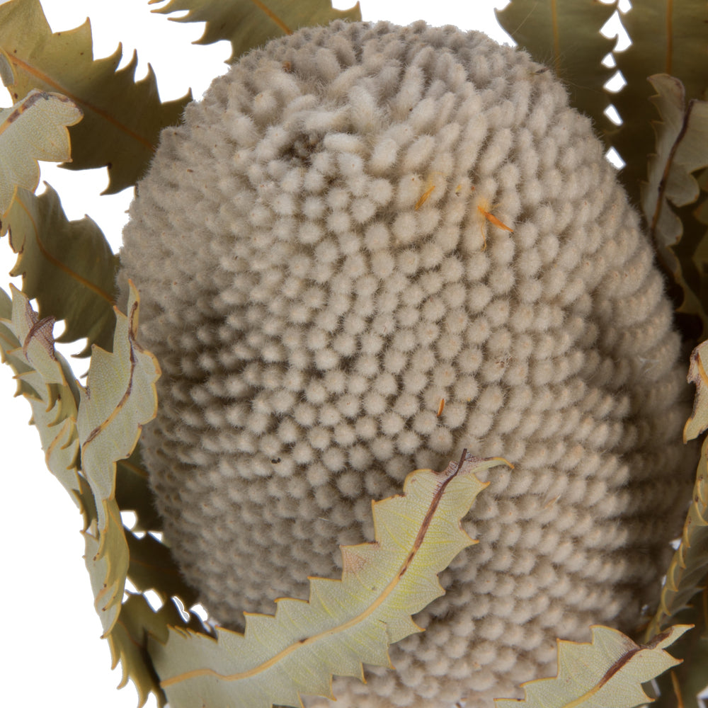 Vickerman Natural Botanicals 15-18" x 3" Banksia Prionote 3 heads per unit
