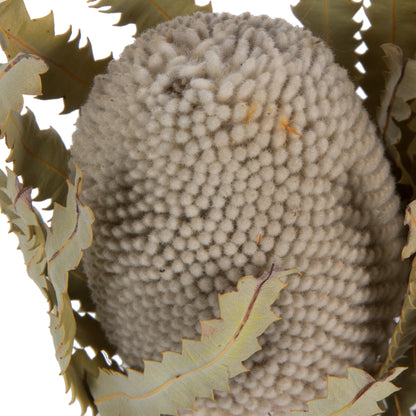 Vickerman Natural Botanicals 15-18" x 3" Banksia Prionote 3 heads per unit