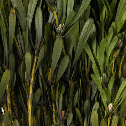 Vickerman 18-24" Oasis Green Platys Foliage Bundle Comes in a 5 oz Bundle Preserved