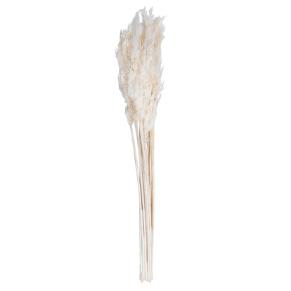 Vickerman 36" Bleached Plume Reed Bundle (15-20 stems) Preserved