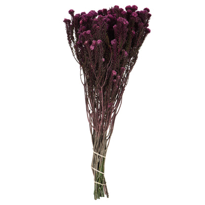 Vickerman 16-22" Purple Orchid Cotton Phylica Flower 4-5 oz Bundle Preserved