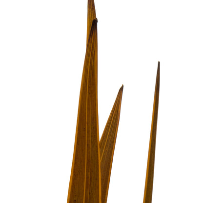 Vickerman 18-30" Aspen Gold Snake Grass. Includes 36 Stems (3 - 12 Stem Bundles) Dried