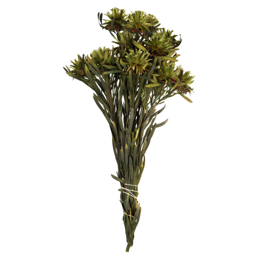 Vickerman 8-20" Basil Plumosum Female 8 flower heads per bundle Preserved