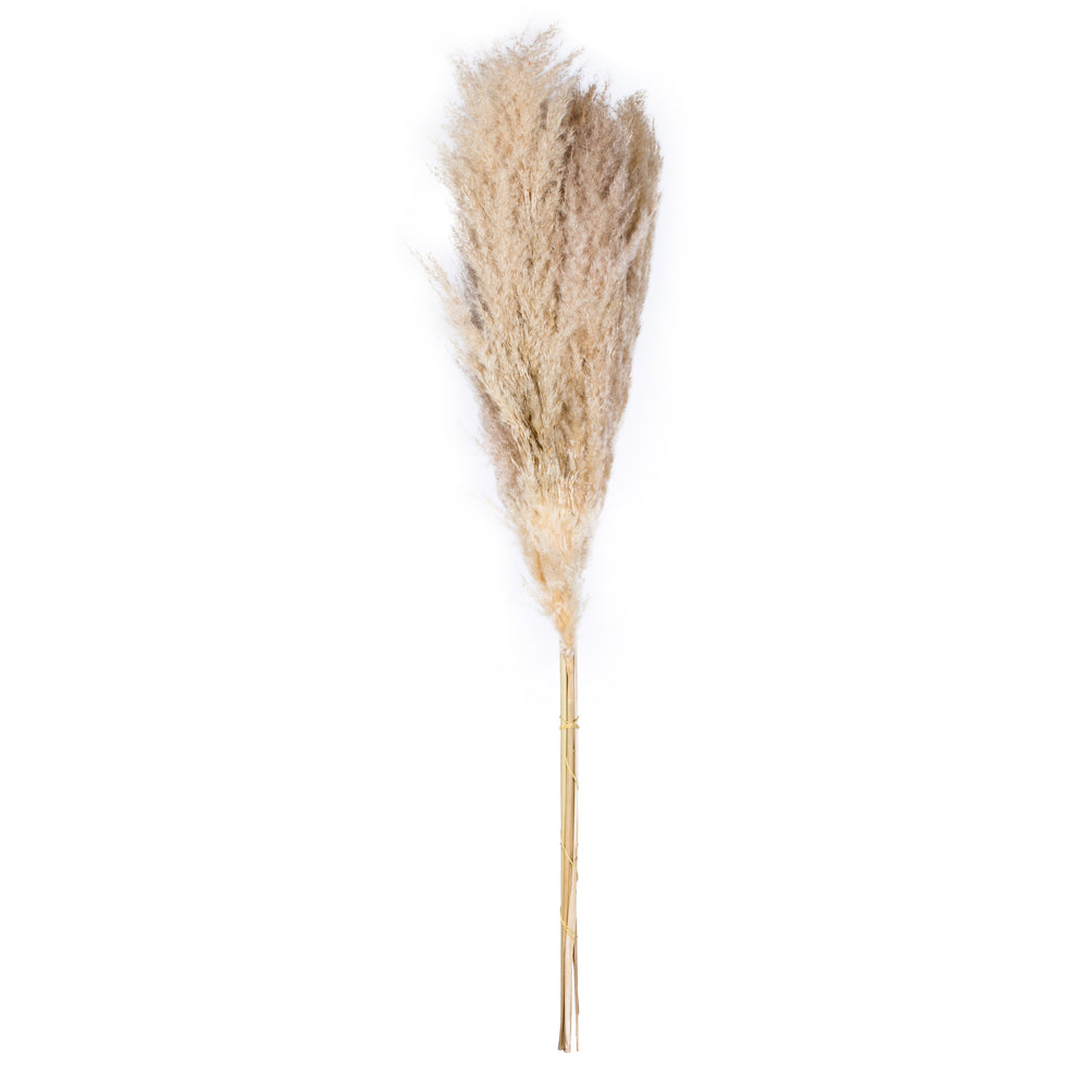 Vickerman 46" Dried Natural Pampas Grass 6 pieces per Pack