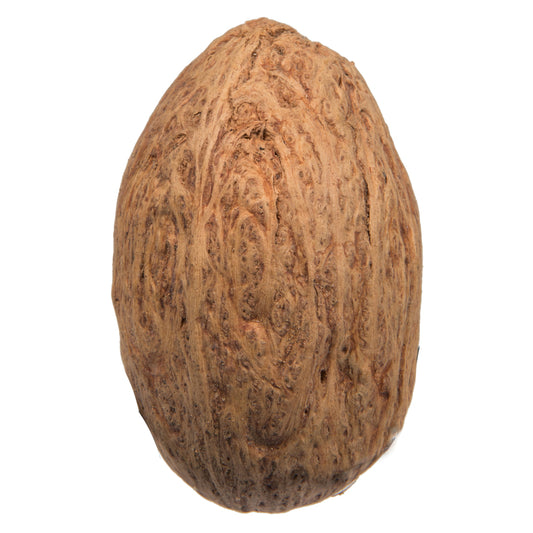 Vickerman Natural Botanicals 1.18" Amra Pod Natural. Includes 4.4 Lbs per Pack