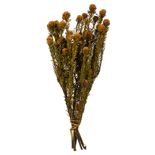 Vickerman 12" Autumn Tortum Bundle Female Preserved