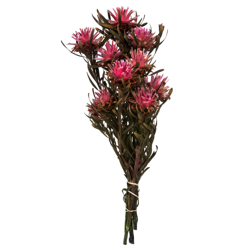 Vickerman 8-20" Pink Punch Plumosum Female 8 flower heads per bundle Preserved