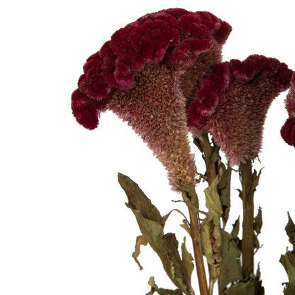 Vickerman Natural Botanicals 18-24" Burgundy Dried Celosia Coxcomb 4 oz. Bunch.