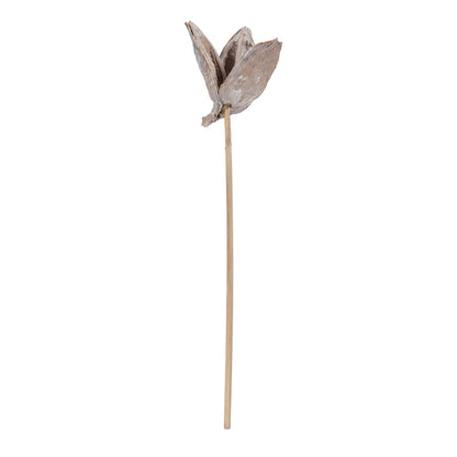 Vickerman 16" White Wash Sora Pod attached to a Wood Stem.  Includes 5 Stems per Pack Dried