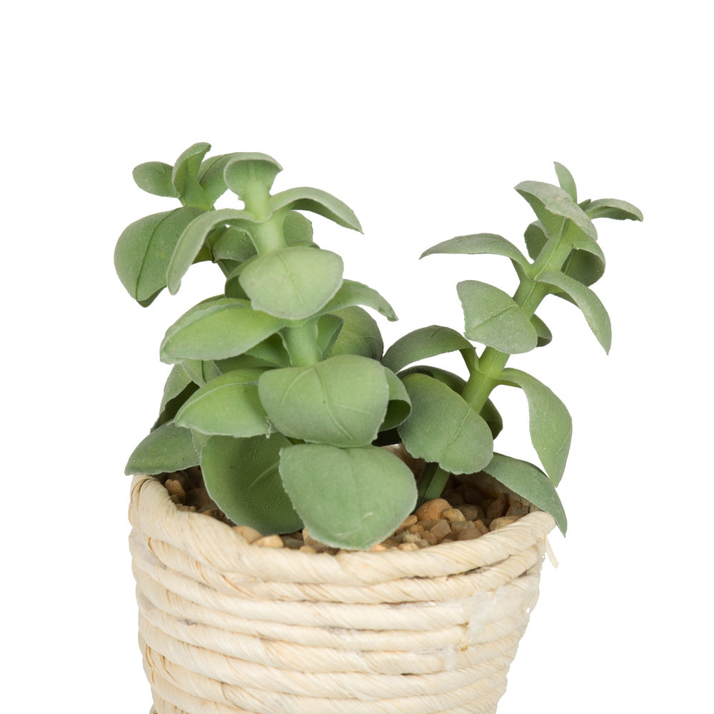 Vickerman 5" Artificial Potted Succulent Plants.