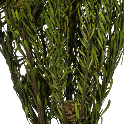 Vickerman 12" Natural Green Tortum Bundle  Preserved