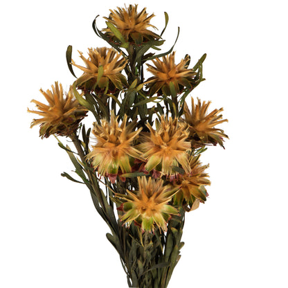 Vickerman 8-20" Aspen Gold Plumosum Female 8 flower heads per bundle Preserved