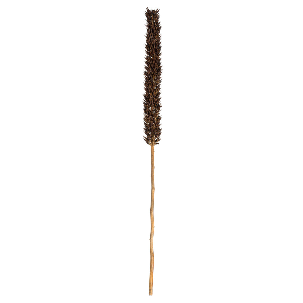 Vickerman 42-46" Natural Brown Cierus Stem. Includes 3 Stems Dried