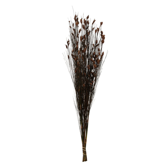 Vickerman 36-40" Brown Bell Grass with Seed Pods 8-9 oz Bundle Preserved