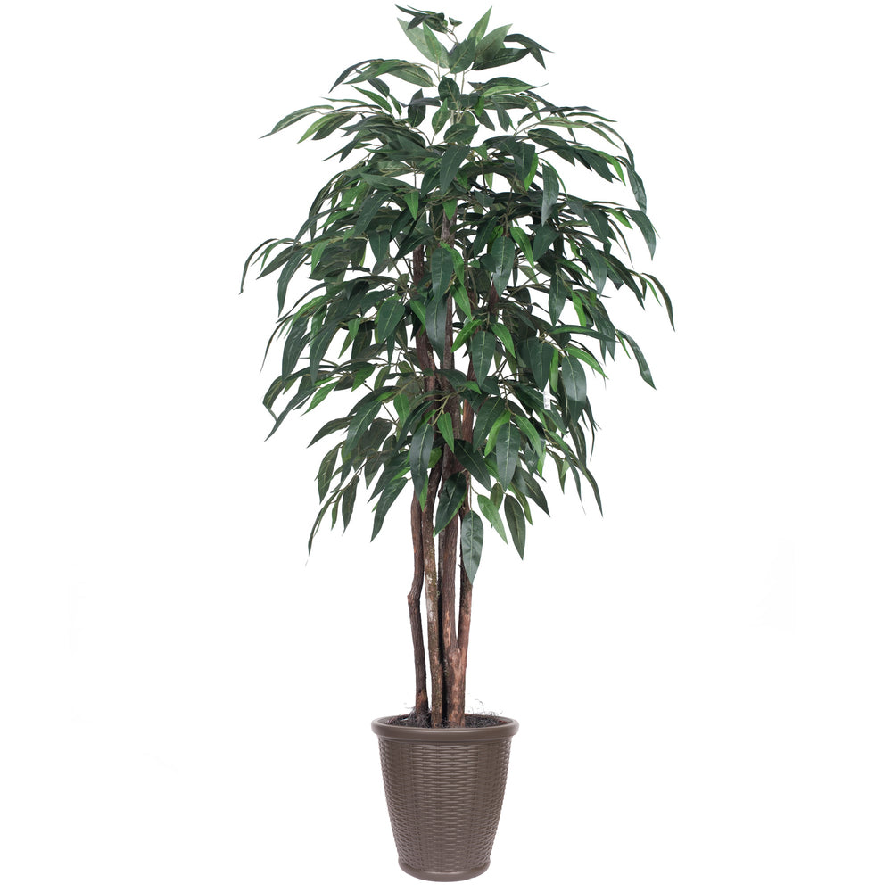 Vickerman 6' Artificial Mango Executive Tree Brown Round Plastic Container.