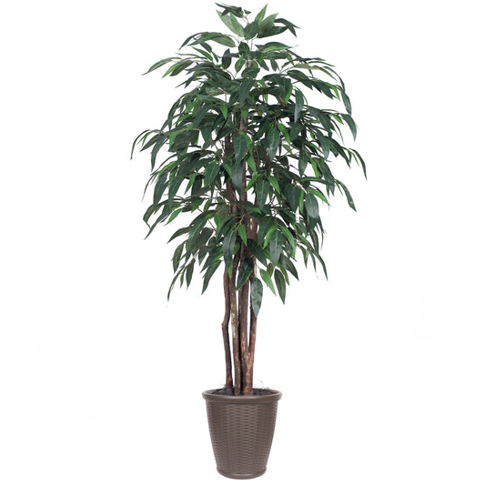 Vickerman 6' Artificial Mango Executive Tree Brown Round Plastic Container.
