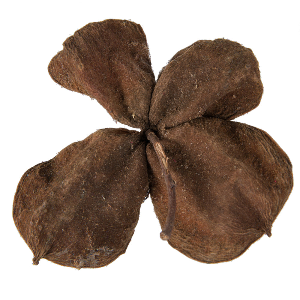 Vickerman Natural Botanicals 3.2"-4" Land Lotus. Includes 50 pieces per Pack.
