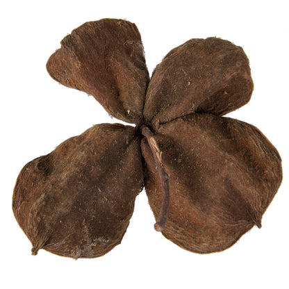 Vickerman Natural Botanicals 3.2"-4" Land Lotus. Includes 50 pieces per Pack.