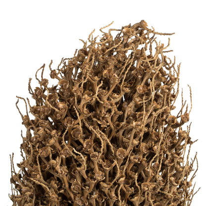 Vickerman 22 x 7" avg Natural Olympia Seed Pod 1 piece Dried