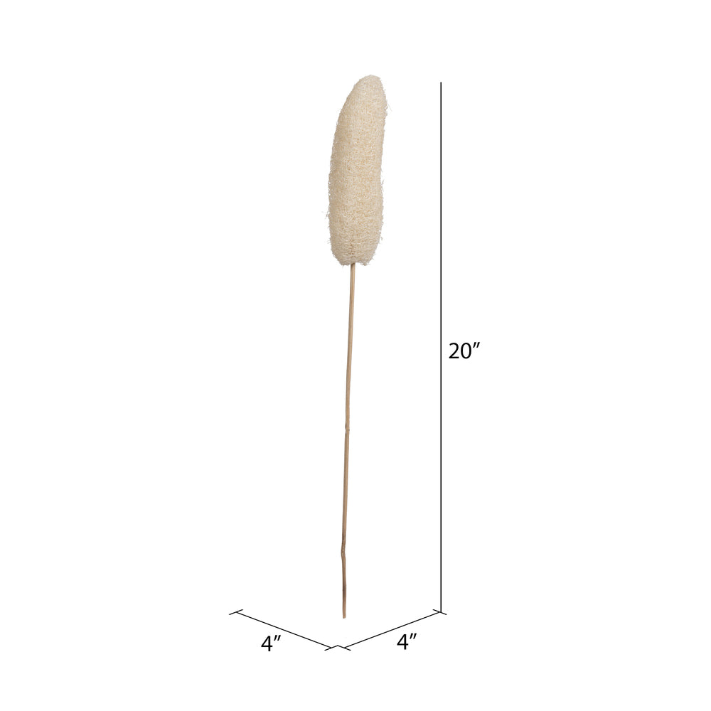 Vickerman Natural Botanicals 20" Luffa on Stem Bleached. Includes 25 Stems per Pack.
