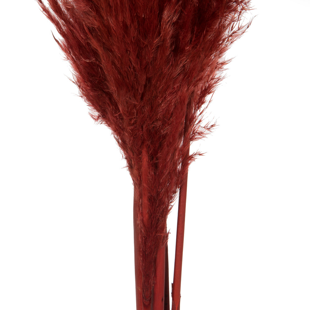 Vickerman 46" Dried Bordeaux Pampas Grass 6 pack. It includes two stems. Recommended for Indoor.