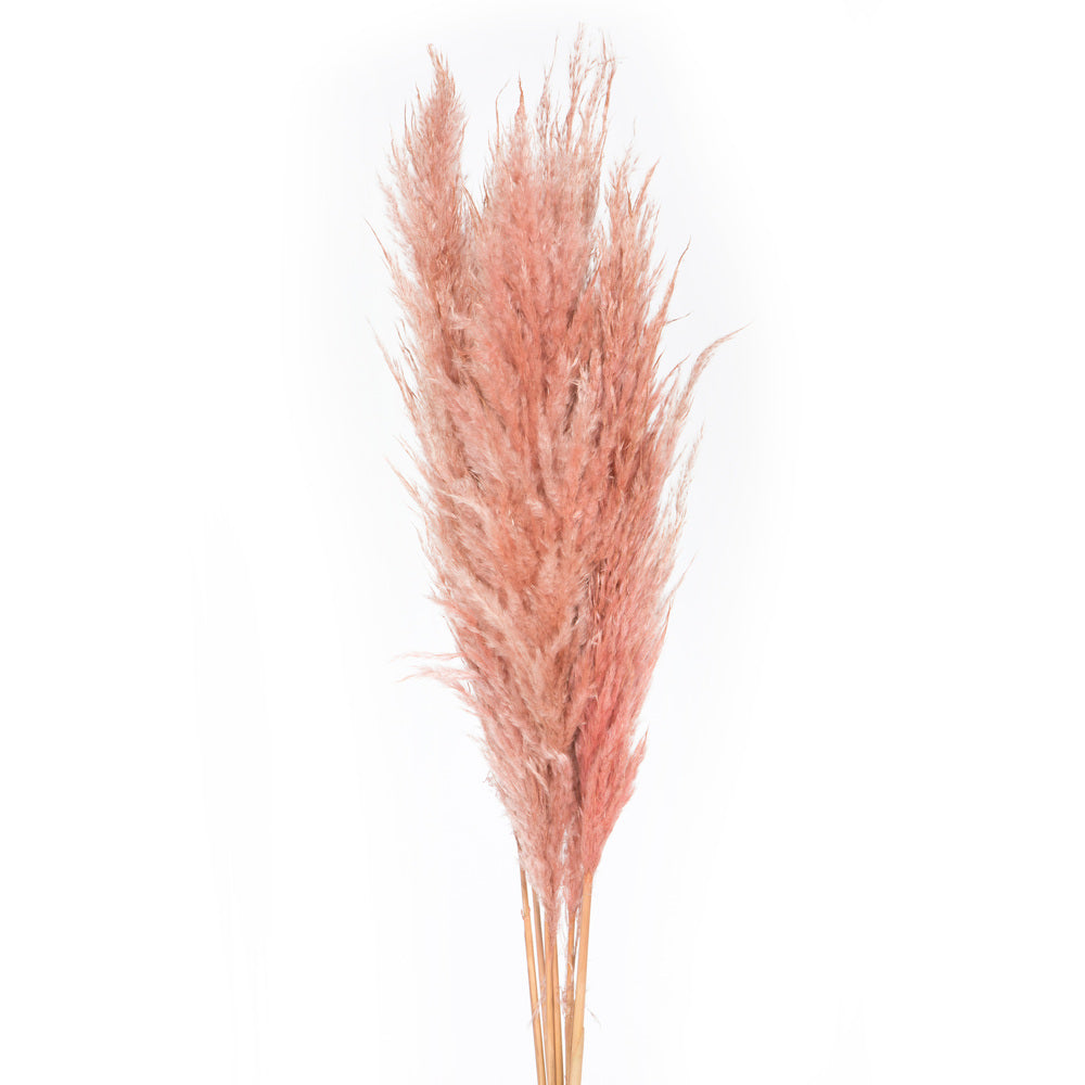 Vickerman 46" Dried Dusty Rose Pampas Grass 6 pack. It includes two stems. Recommended for Indoor.