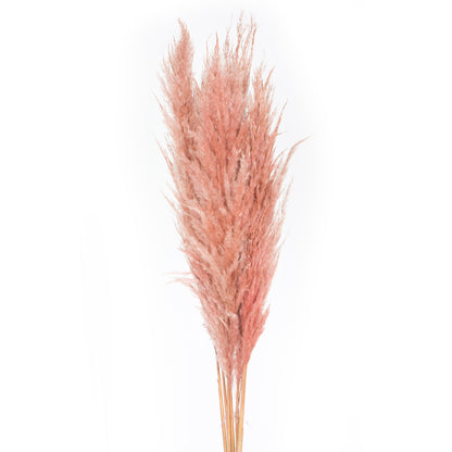 Vickerman 46" Dried Dusty Rose Pampas Grass 6 pack. It includes two stems. Recommended for Indoor.