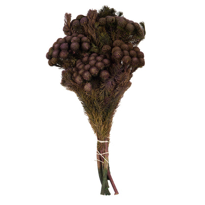 Vickerman 12-16" Violet Brunia 4 oz Bundle Preserved