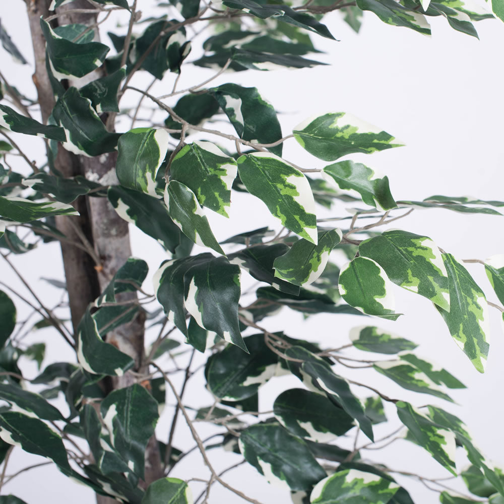 Vickerman 6' Artificial Variegated Ficus Black Plastic Pot
