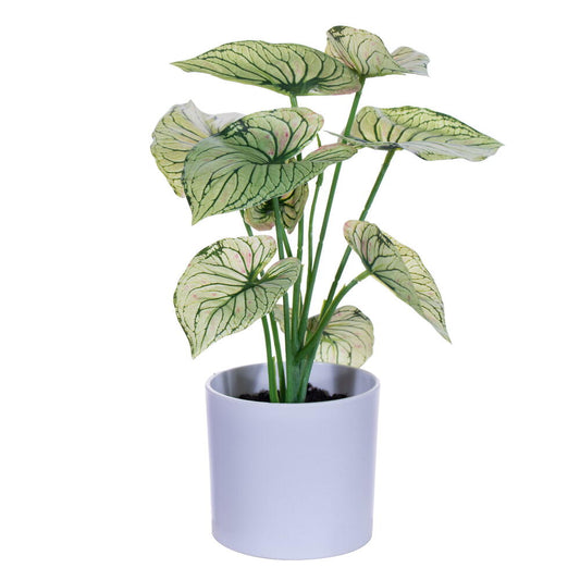 Vickerman 11.5" Artificial Light Green Variegated Leaves in Pot. Includes two pieces per bag.