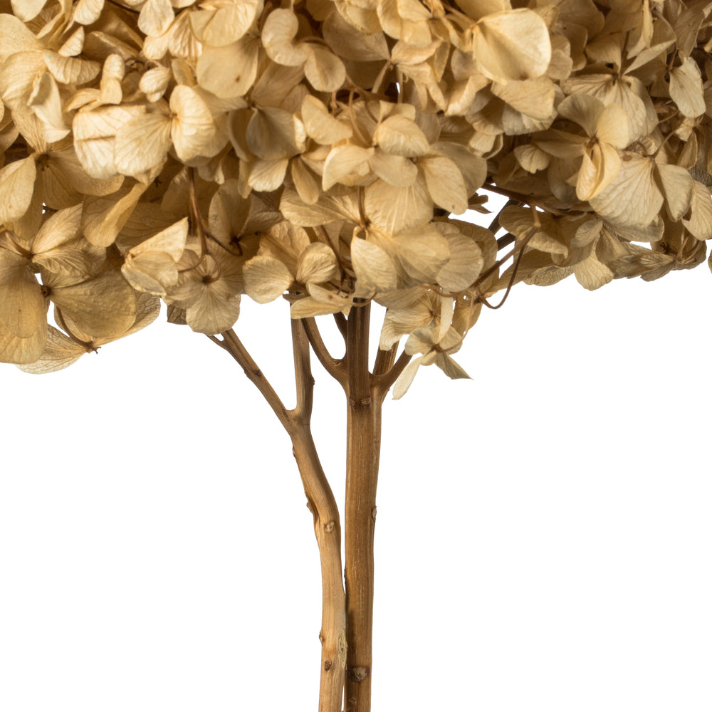 Vickerman 15" Ivory Hydrangea with Multiple Branch Segments. Preserved