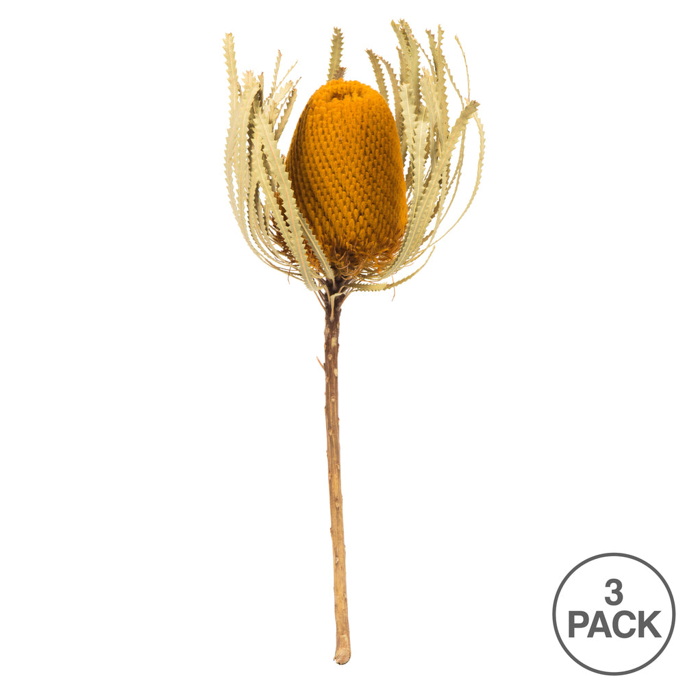 Vickerman 12" Jumbo Aspen Gold Banksia Flower with Stem. Includes 3 Stems per Pack. Dried