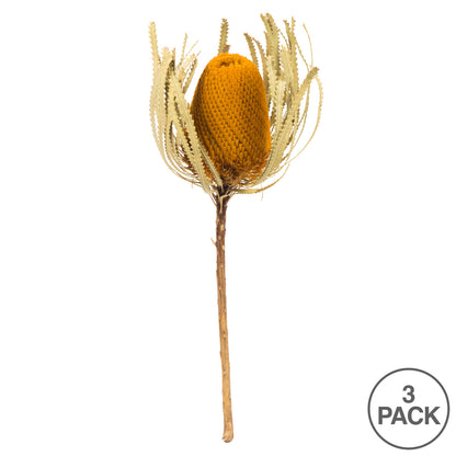 Vickerman 12" Jumbo Aspen Gold Banksia Flower with Stem. Includes 3 Stems per Pack. Dried