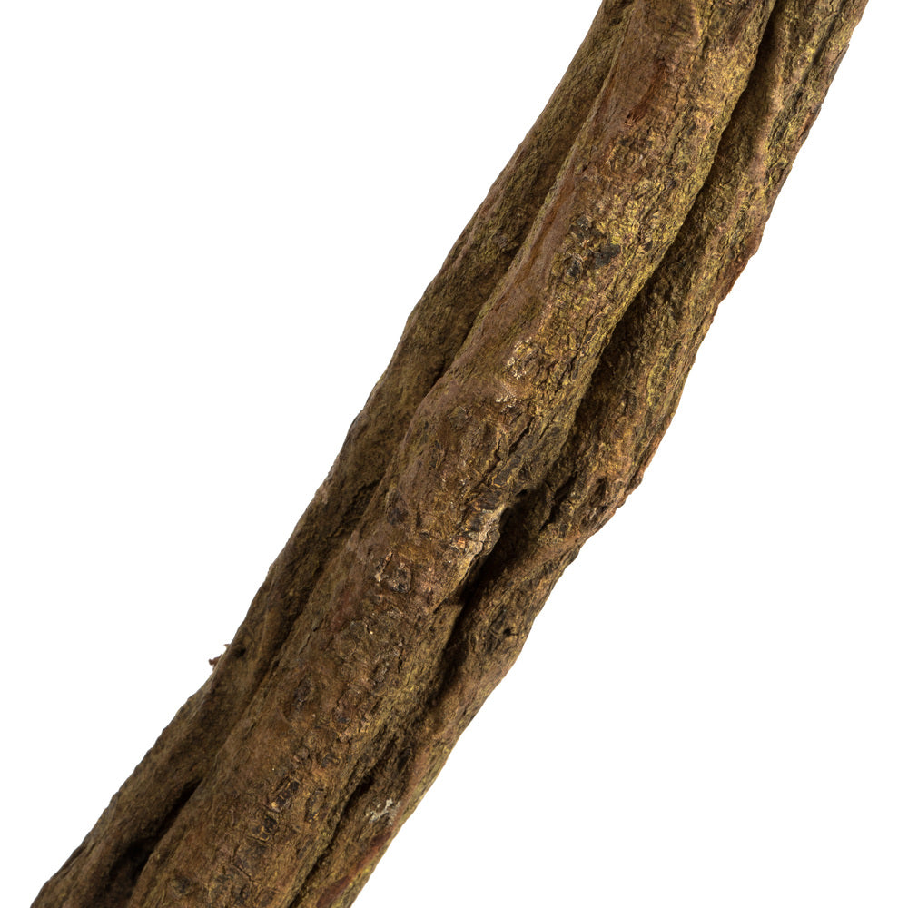Vickerman 38-45" Basil Twisted Vine.  Includes 2 Twisted Vines per Pack Dried