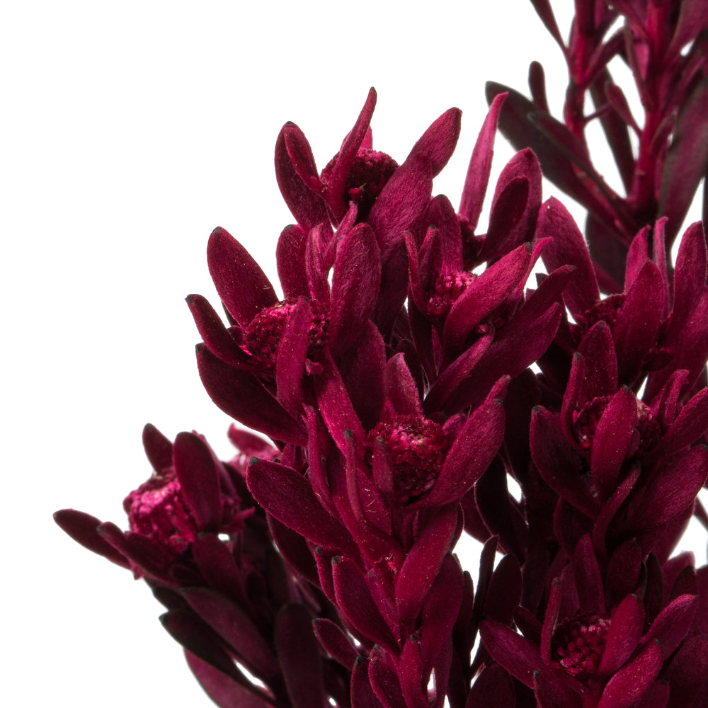 Vickerman 18-20" Merlot Pubescens 5 oz Bundle Preserved