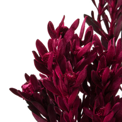 Vickerman 18-20" Merlot Pubescens 5 oz Bundle Preserved