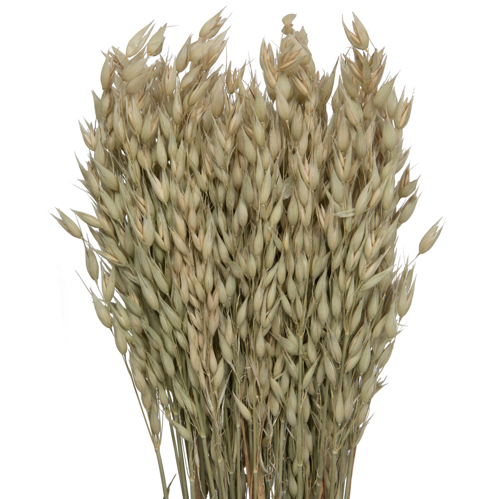 Vickerman Natural Botanicals 24-26" Natural Dried Avena Oats 4 oz Bunch