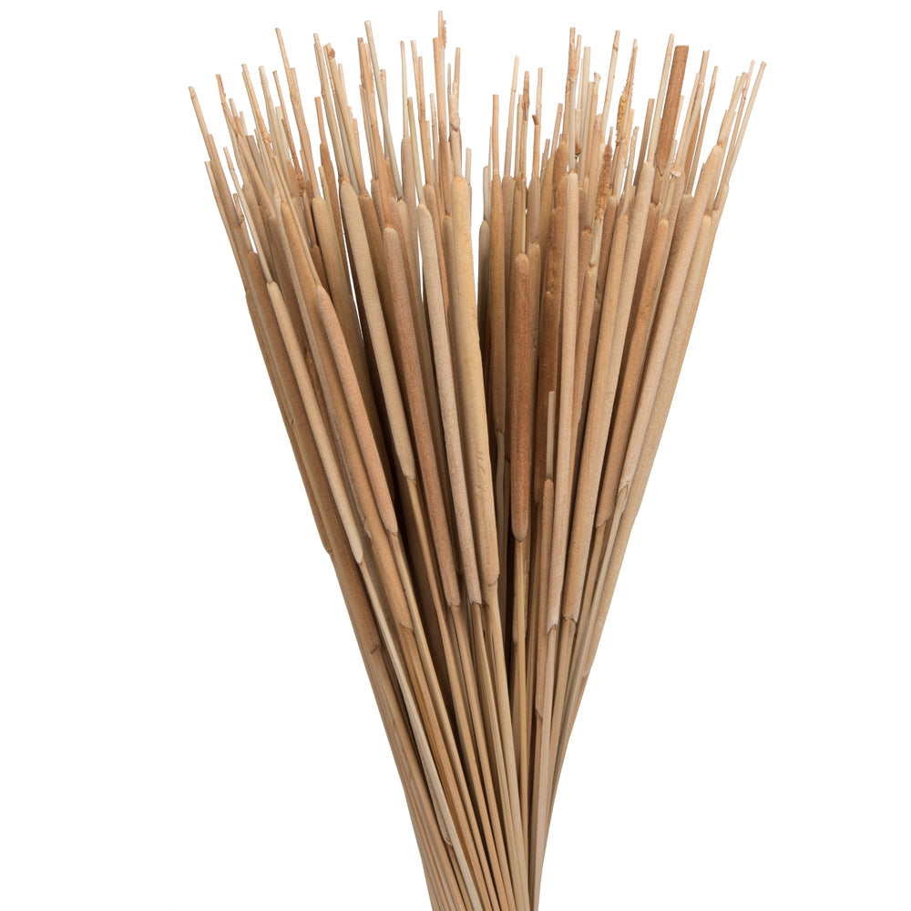 Vickerman Natural Botanicals 24" Reed Spadix Pencil. Includes 150 pieces per Pack.