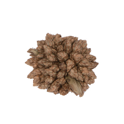 Vickerman Natural Botanicals 0.8" Star Flower Natural. Includes 2 kilograms of product per unit.
