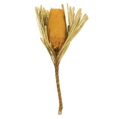 Vickerman 12" Jumbo Yellow Banksia Flower with Stem. Includes 3 Stems per Pack. Dried