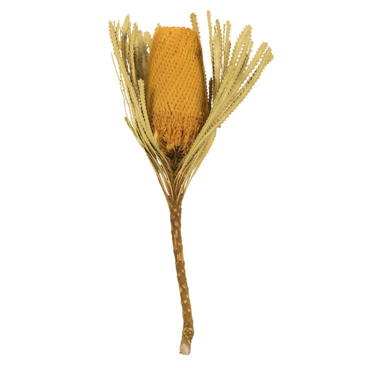 Vickerman 12" Jumbo Yellow Banksia Flower with Stem. Includes 3 Stems per Pack. Dried