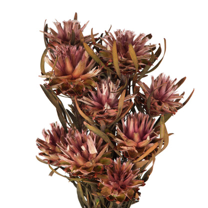 Vickerman 8-20" Erica Pink Plumosum Female 8 flower heads per bundle Preserved