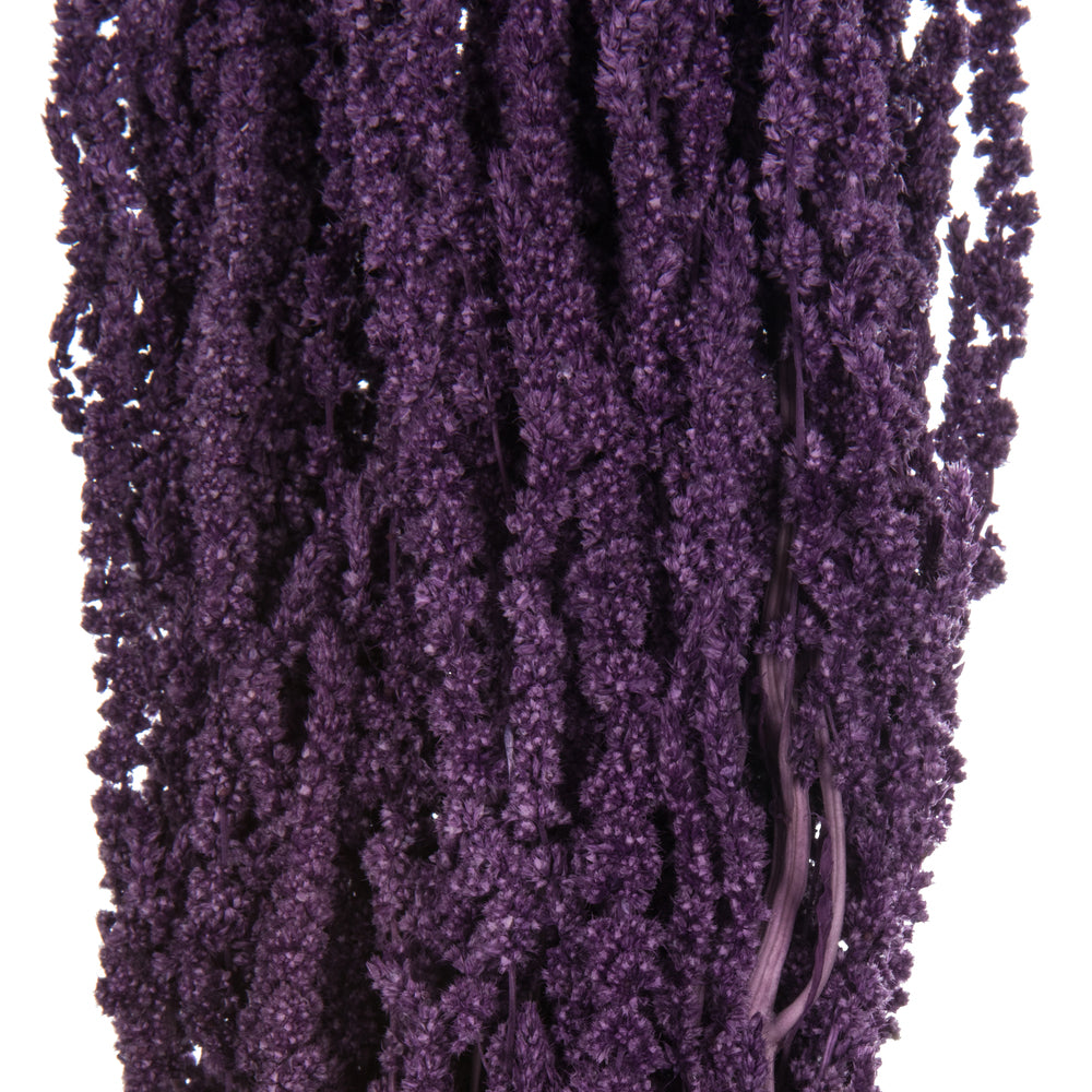 Vickerman 30" Violet Amaranthus Bundle Preserved