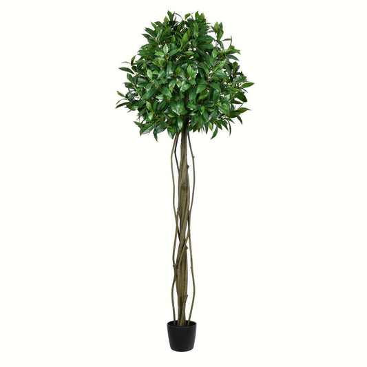 Vickerman 6' Artificial Potted Bay Leaf Topiary