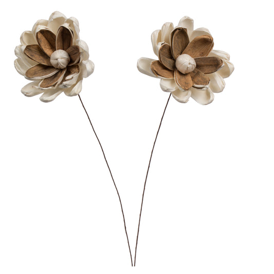 Vickerman Natural Botanicals 4" Lillian Sola Flower on 12" Stem - 12 stems/bag. Dried and preserved.